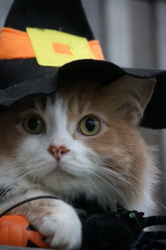 Detail Foto Kucing Keren Dan Lucu Nomer 20