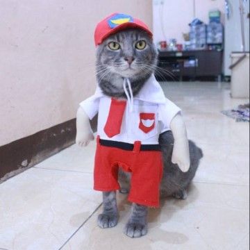 Detail Foto Kucing Keren Dan Lucu Nomer 25