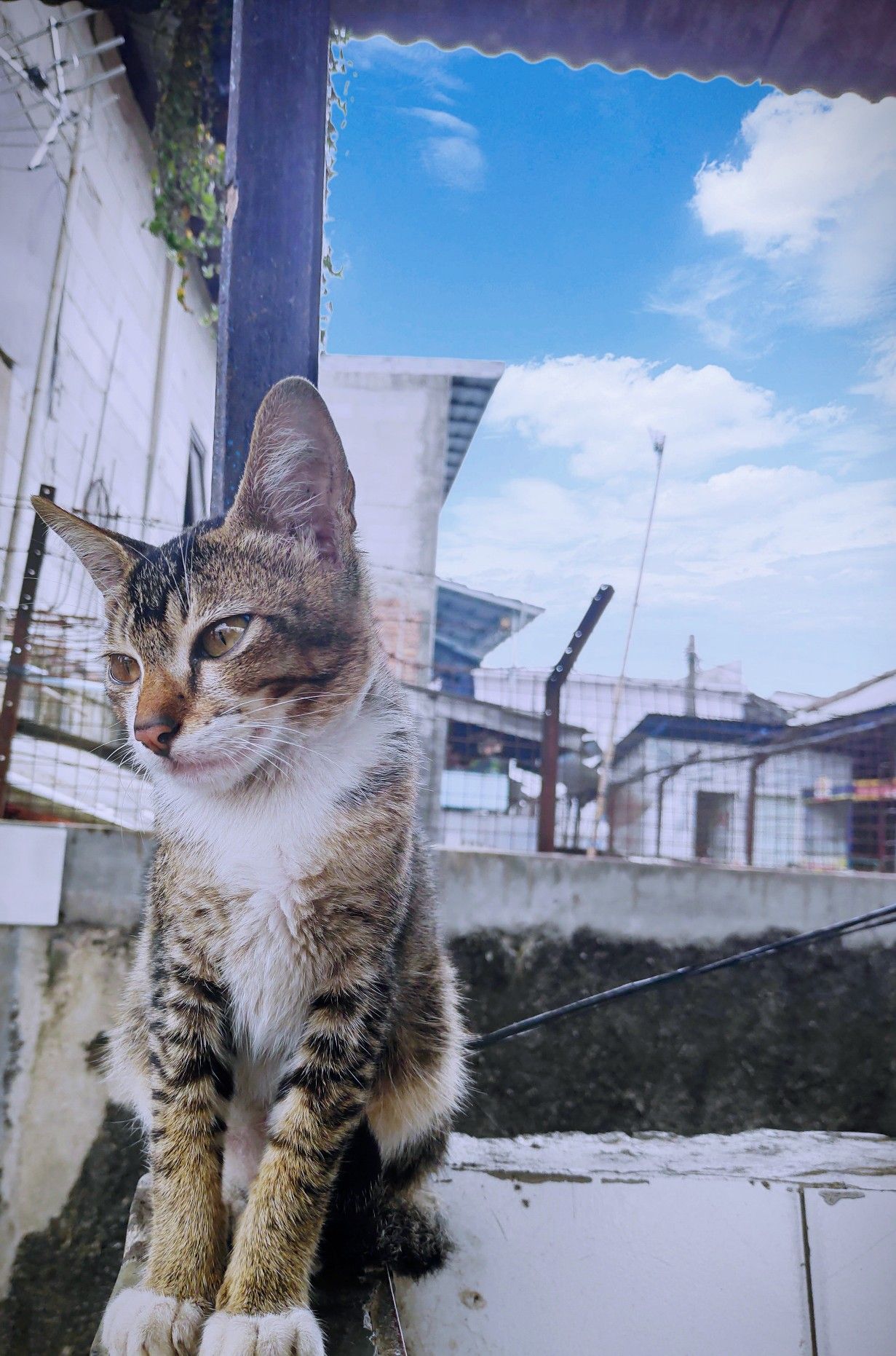 Detail Foto Kucing Lagi Galau Nomer 49