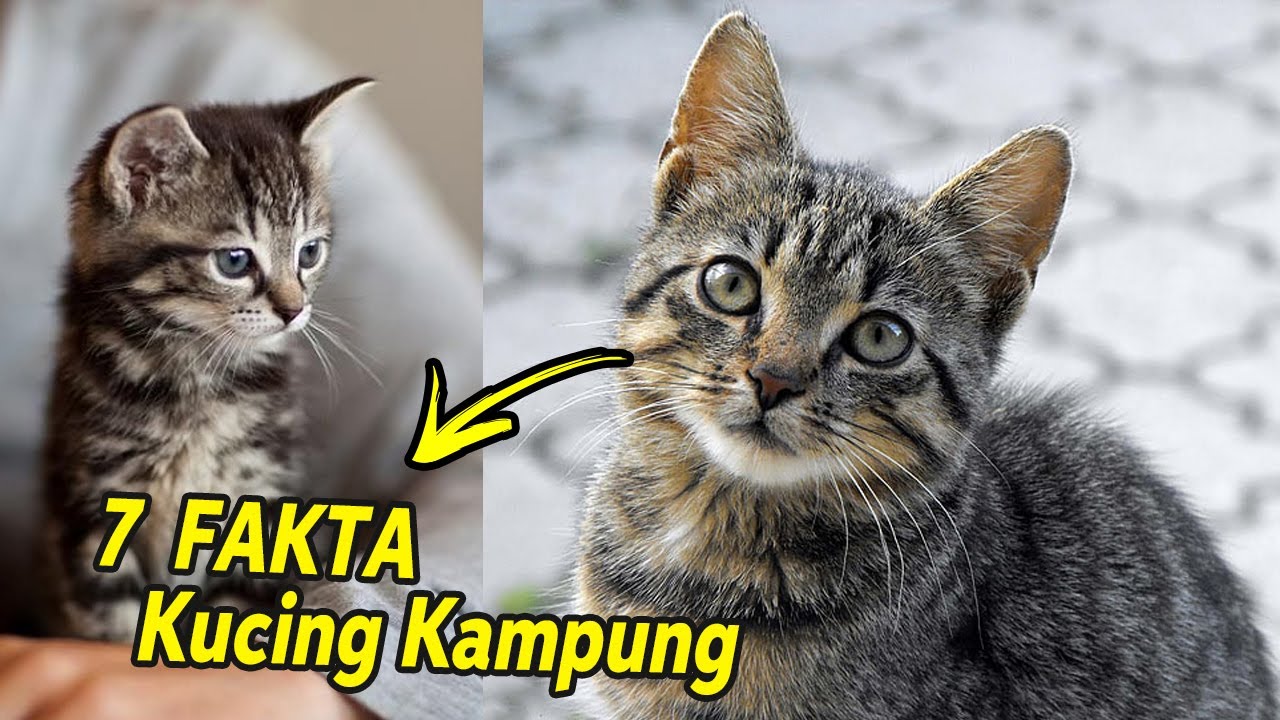 Detail Foto Kucing Liar Nomer 52