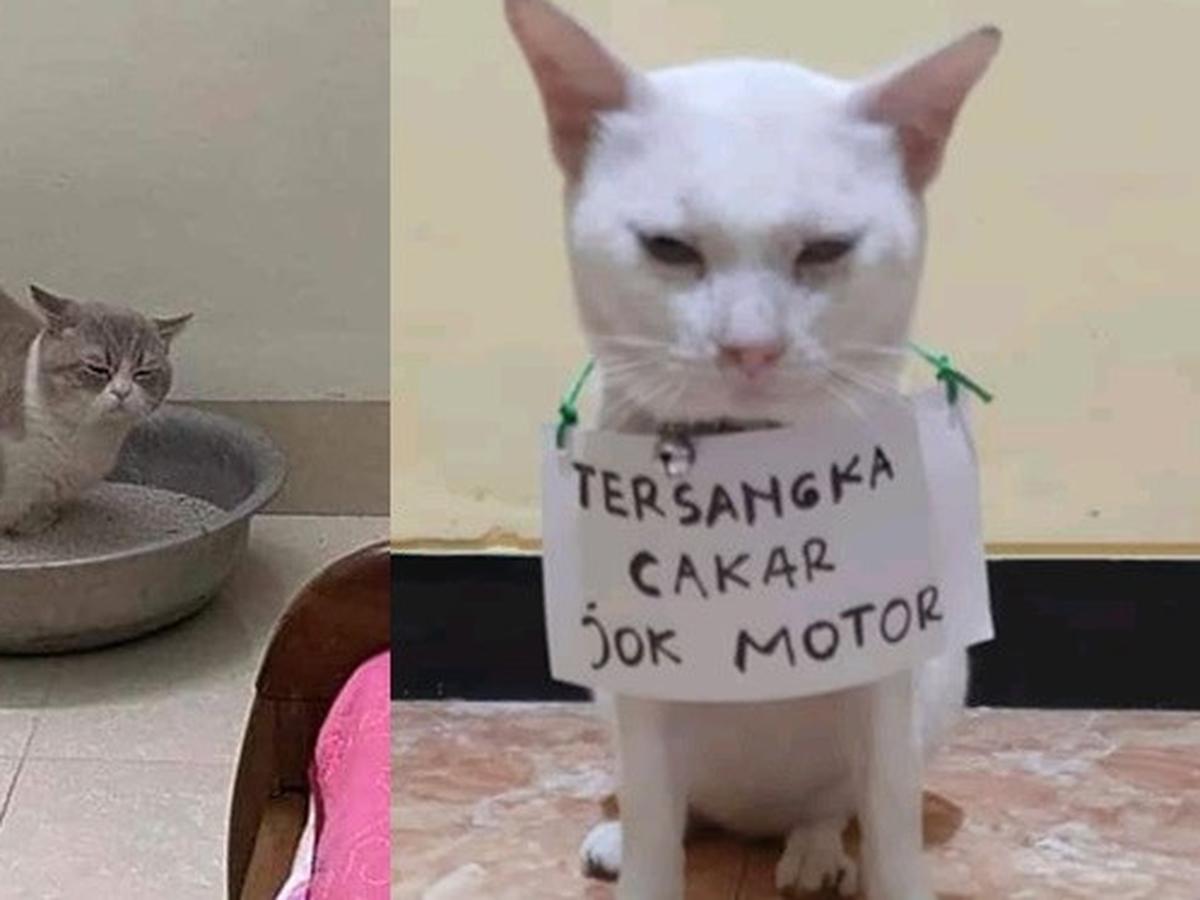 Detail Foto Kucing Lucu Bikin Ngakak Nomer 16