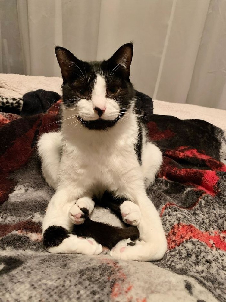 Detail Foto Kucing Lucu Bikin Ngakak Nomer 23