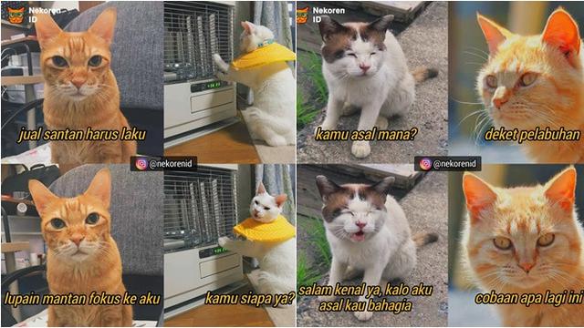 Detail Foto Kucing Lucu Bikin Ngakak Nomer 3