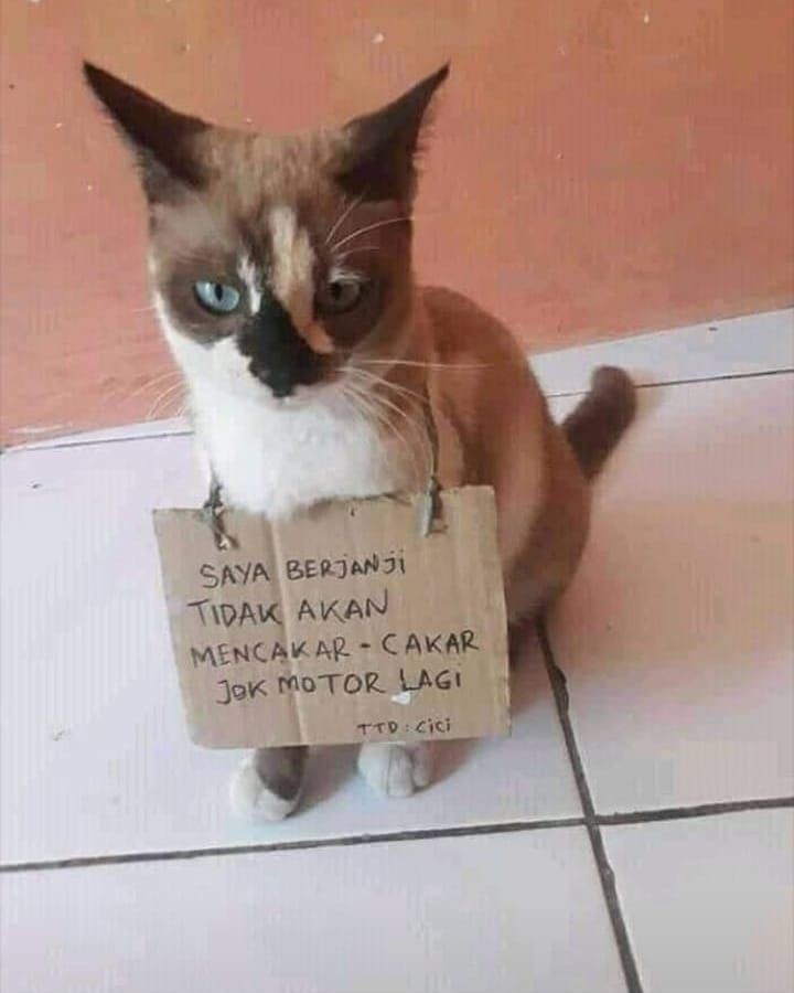 Detail Foto Kucing Lucu Bikin Ngakak Nomer 25