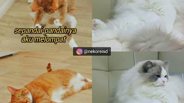 Detail Foto Kucing Lucu Bikin Ngakak Nomer 45