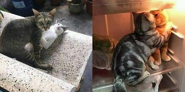 Detail Foto Kucing Lucu Bikin Ngakak Nomer 48