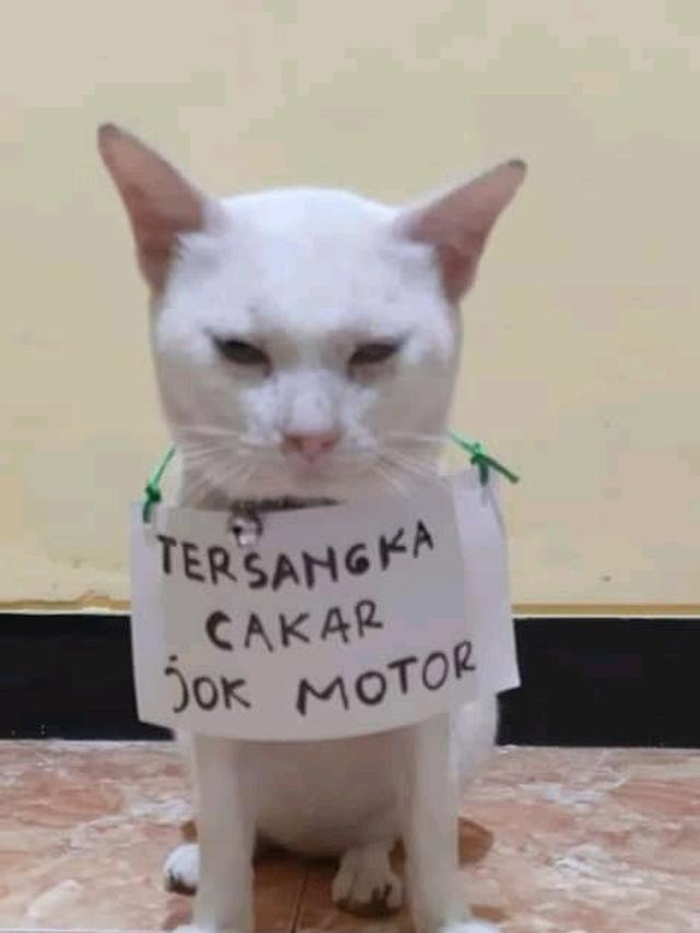 Detail Foto Kucing Lucu Bikin Ngakak Nomer 49