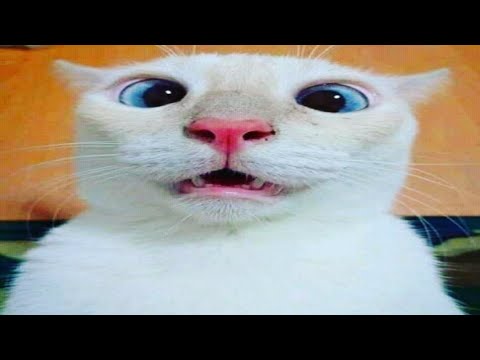 Detail Foto Kucing Lucu Bikin Ngakak Nomer 50