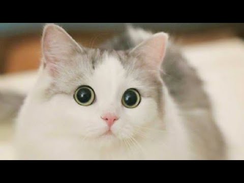 Foto Kucing Lucu Dan Imut Banget - KibrisPDR