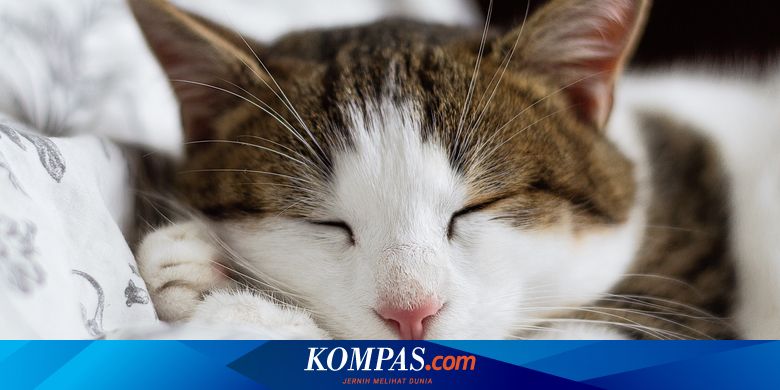 Download Foto Kucing Lucu Dengan Kata Kata Nomer 37