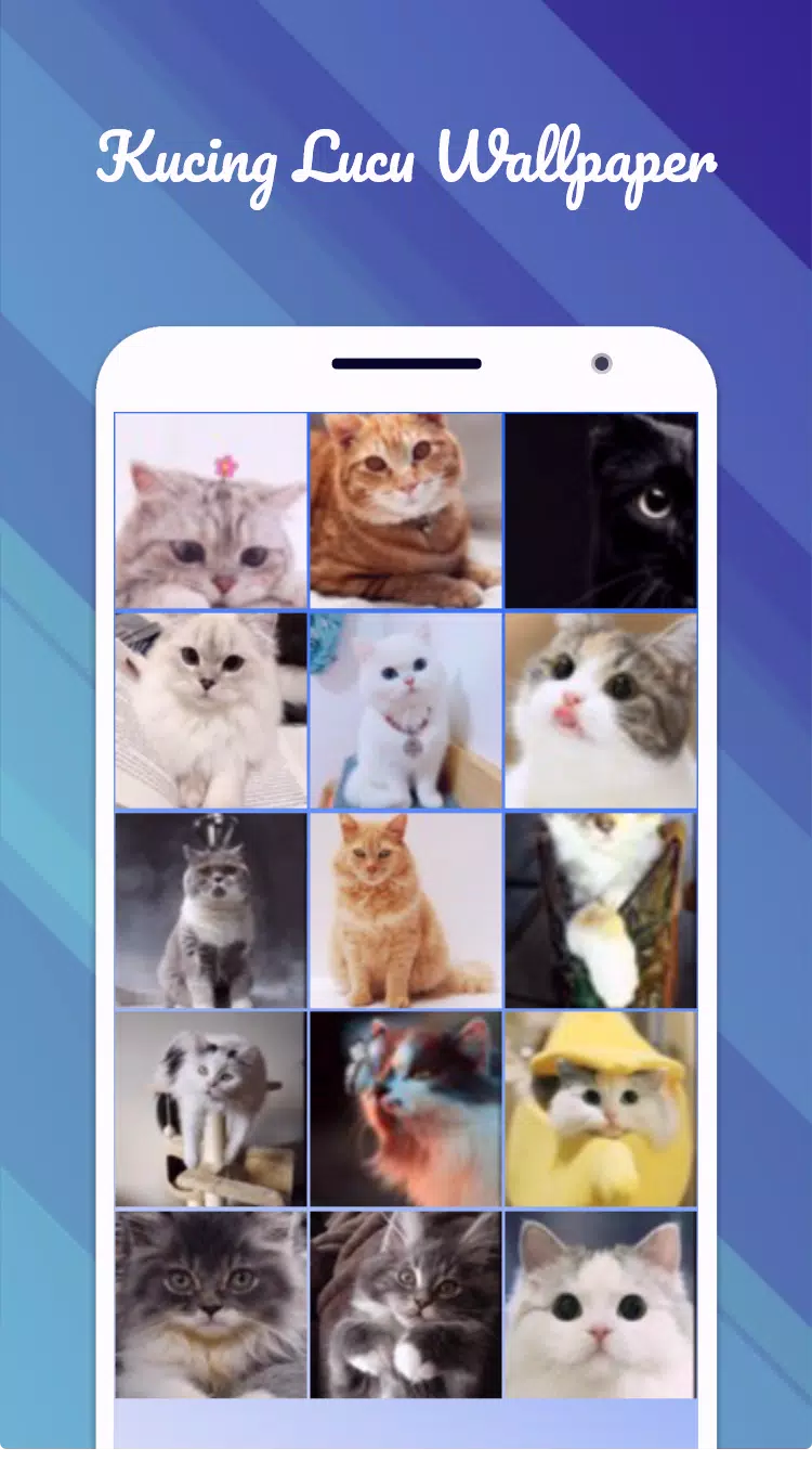 Detail Foto Kucing Lucu Wallpaper Nomer 20