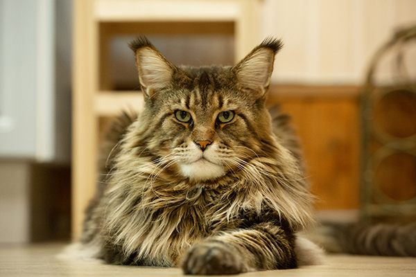 Foto Kucing Maine Coon - KibrisPDR