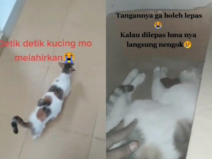 Detail Foto Kucing Melahirkan Nomer 11