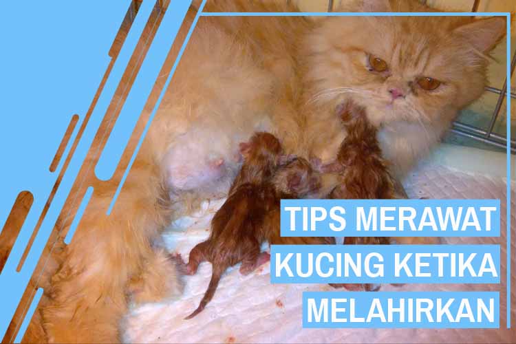 Detail Foto Kucing Melahirkan Nomer 12