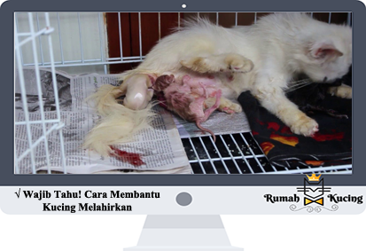 Detail Foto Kucing Melahirkan Nomer 5