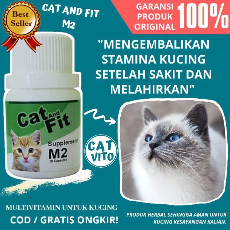 Detail Foto Kucing Melahirkan Nomer 43