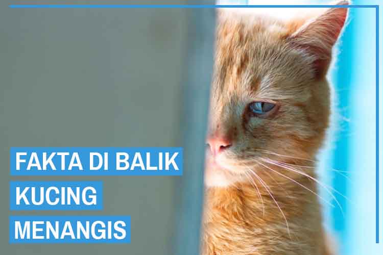 Detail Foto Kucing Menangis Nomer 25