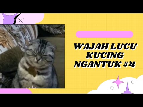 Detail Foto Kucing Ngantuk Nomer 45