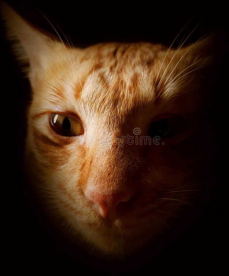 Detail Foto Kucing Orange Nomer 10