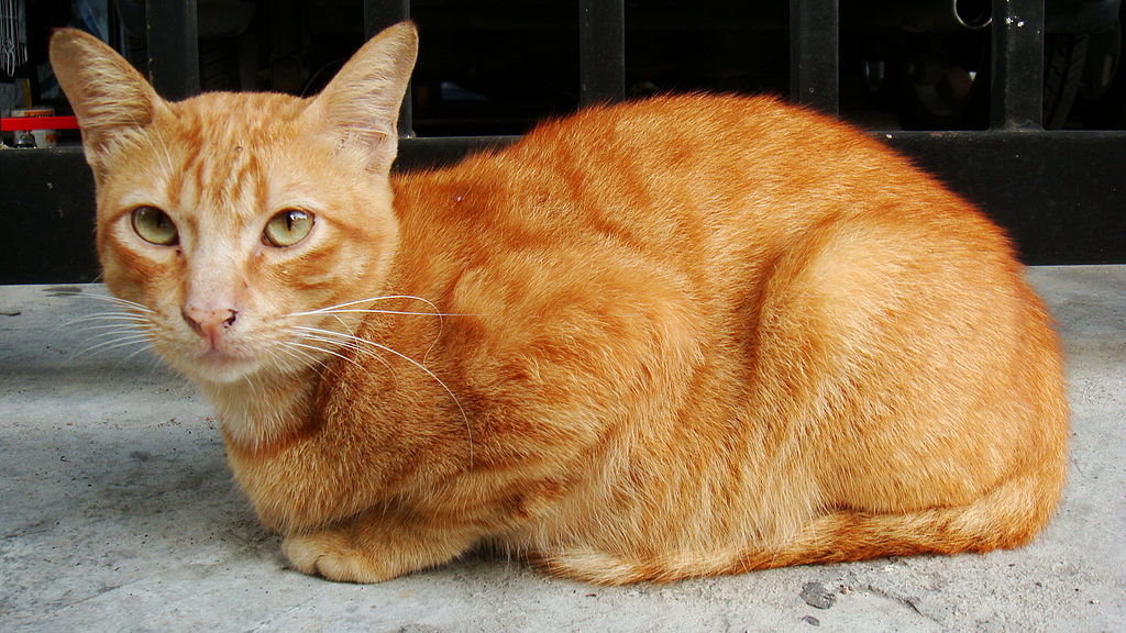 Detail Foto Kucing Orange Nomer 4