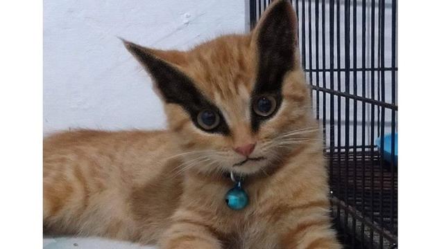 Detail Foto Kucing Oren Nomer 20