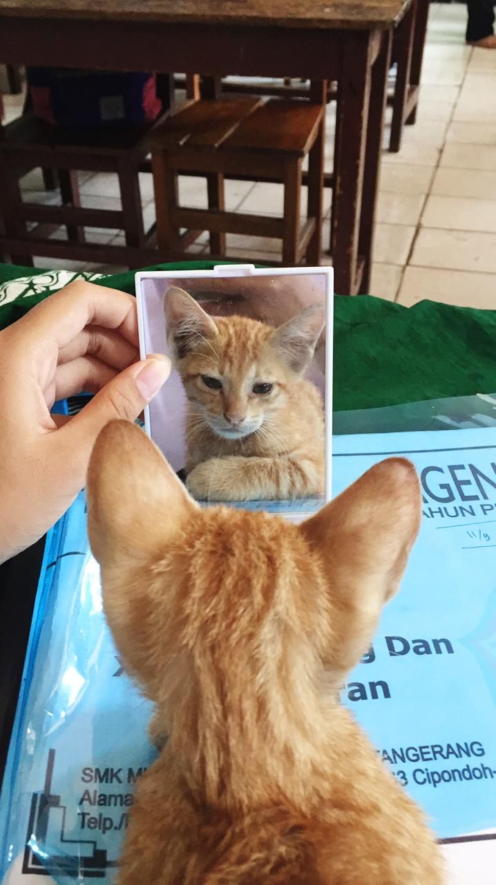 Detail Foto Kucing Oren Nomer 28