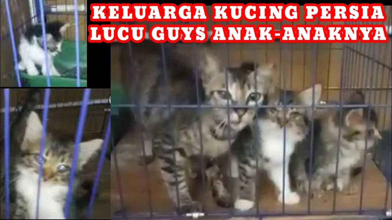 Detail Foto Kucing Persia Lucu Nomer 36