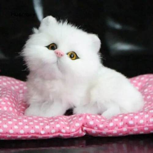 Detail Foto Kucing Persia Lucu Dan Imut Nomer 47