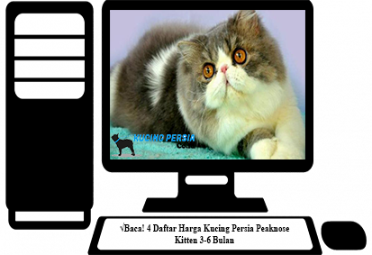 Download Foto Kucing Persia Peaknose Nomer 23