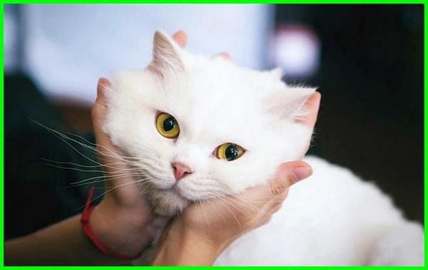 Detail Foto Kucing Putih Lucu Nomer 15