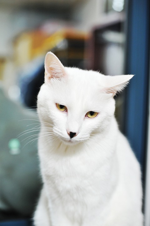 Detail Foto Kucing Putih Lucu Nomer 18