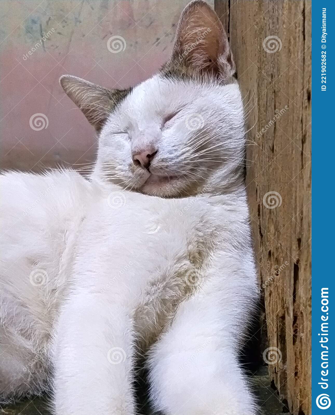 Detail Foto Kucing Putih Lucu Nomer 6