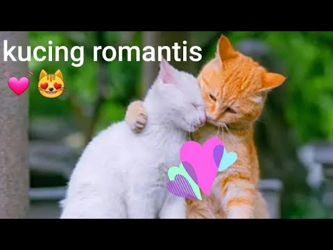 Detail Foto Kucing Romantis Nomer 21