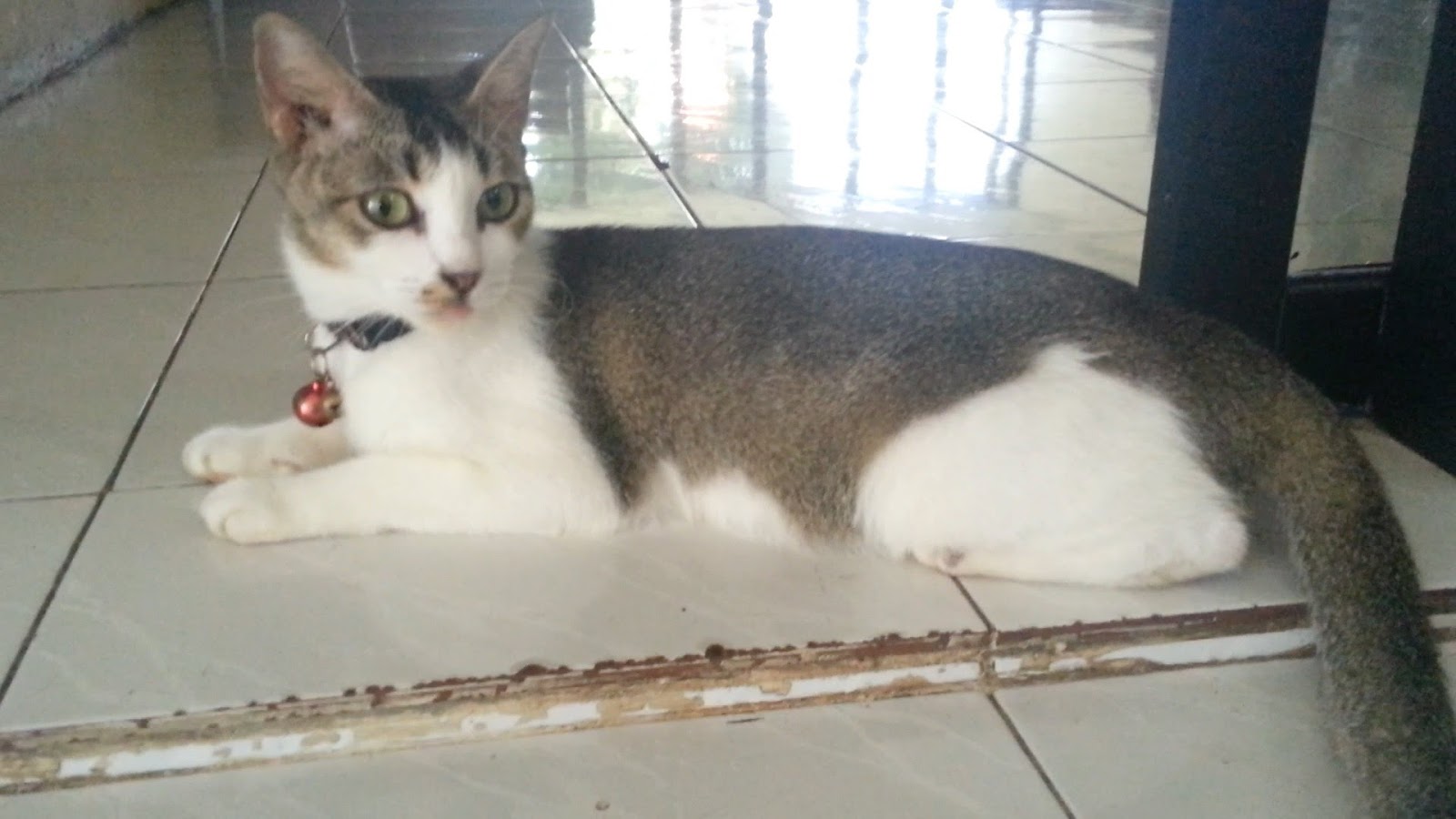 Detail Foto Kucing Rumahan Nomer 38