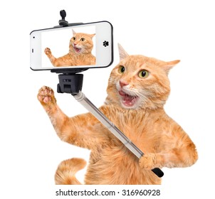 Detail Foto Kucing Selfie Nomer 11