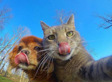 Detail Foto Kucing Selfie Nomer 19