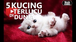 Detail Foto Kucing Terimut Di Dunia Nomer 7