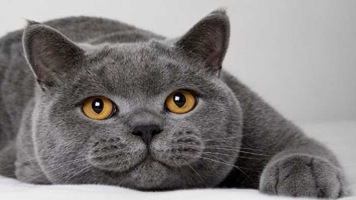 Detail Foto Kucing Terlucu Di Dunia Nomer 20