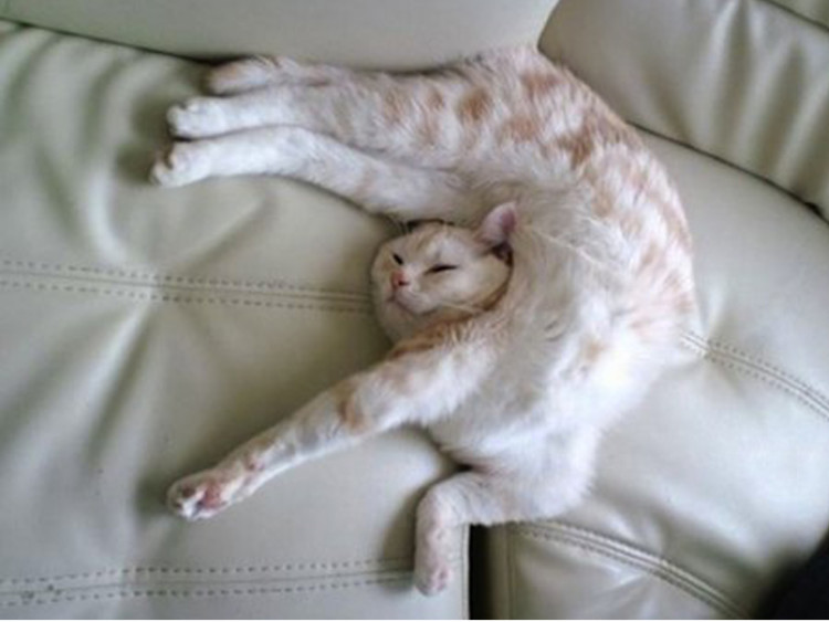 Detail Foto Kucing Tidur Lucu Nomer 4