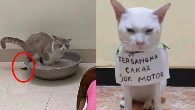 Detail Foto Kucing Yang Lucu Nomer 19