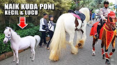 Download Foto Kuda Poni Asli Nomer 30