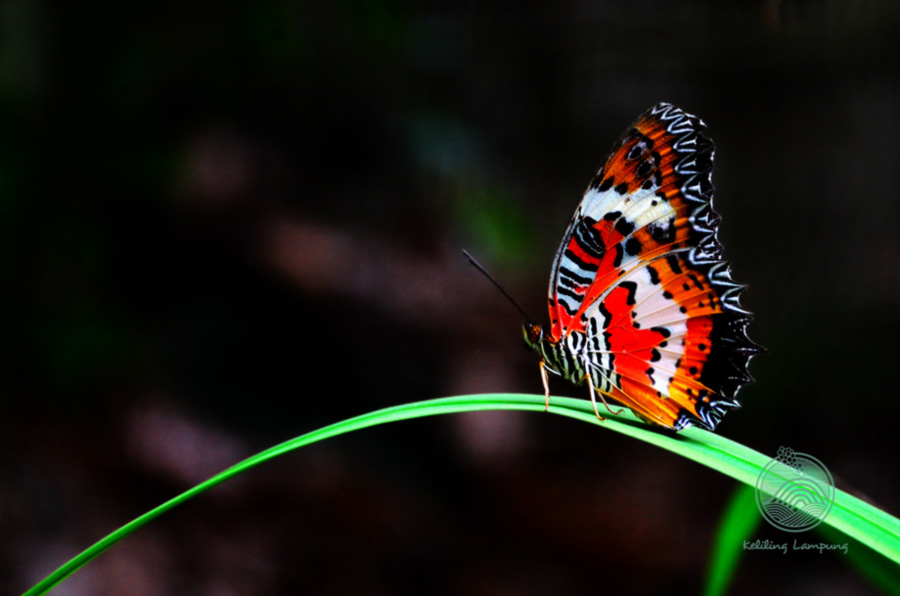 Detail Foto Kupu Kupu Indah Nomer 5