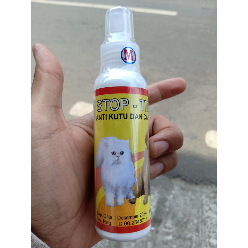 Detail Foto Kutu Kucing Nomer 34