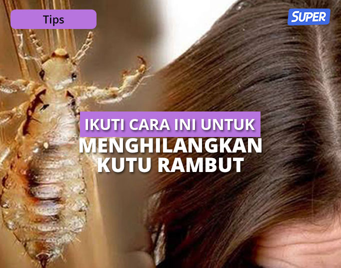 Detail Foto Kutu Rambut Nomer 45