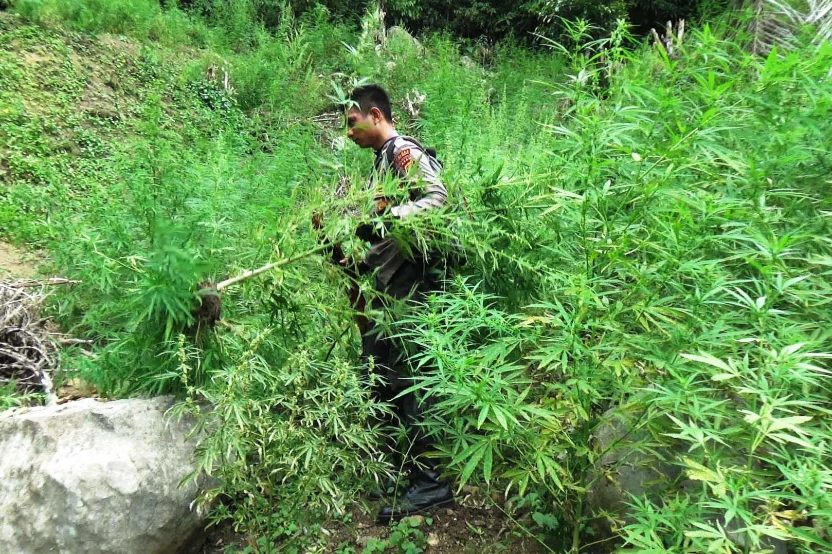 Foto Ladang Ganja - KibrisPDR