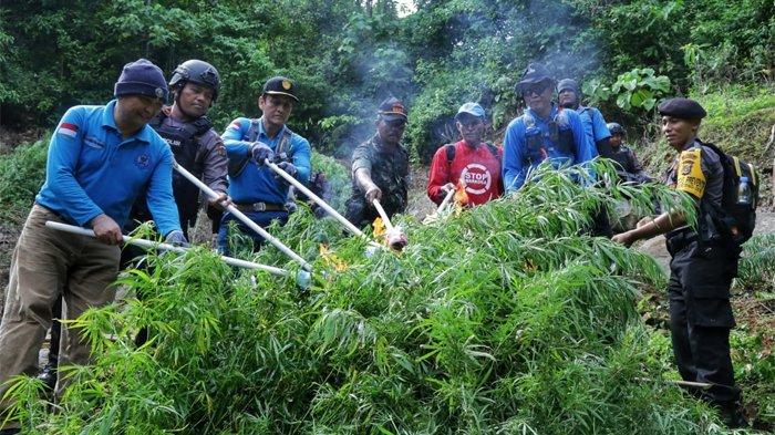 Detail Foto Ladang Ganja Nomer 20