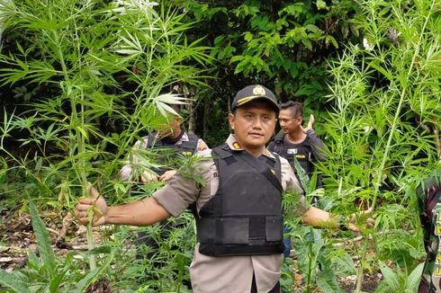 Detail Foto Ladang Ganja Nomer 23