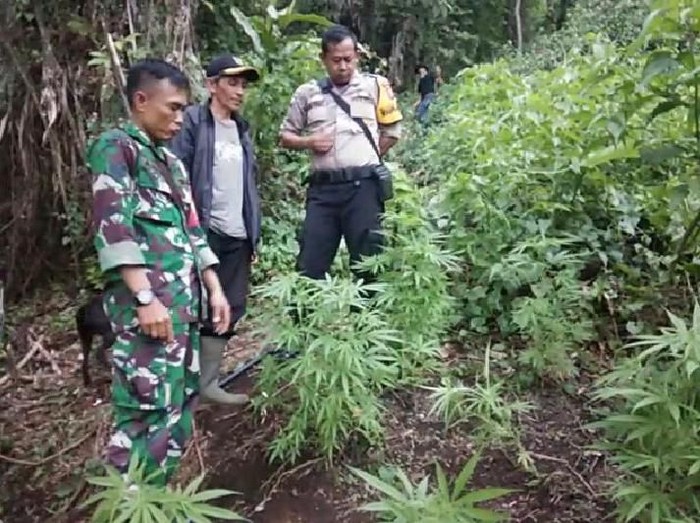 Detail Foto Ladang Ganja Nomer 27