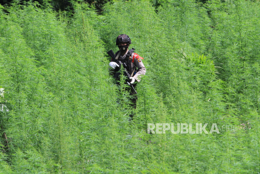 Detail Foto Ladang Ganja Nomer 4