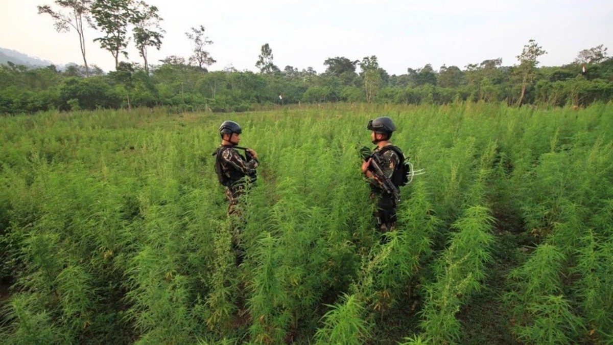 Detail Foto Ladang Ganja Nomer 36